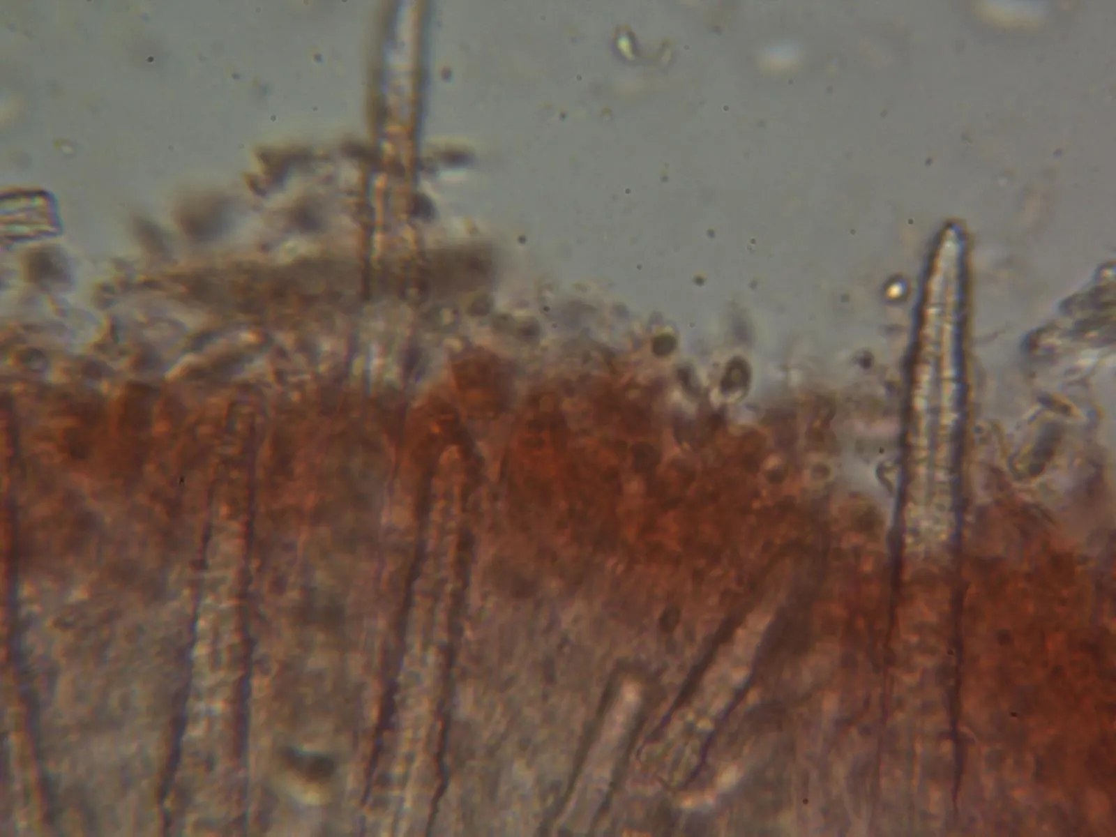 Microscopía de Phlebiopsis crassa - 10 - Basidios